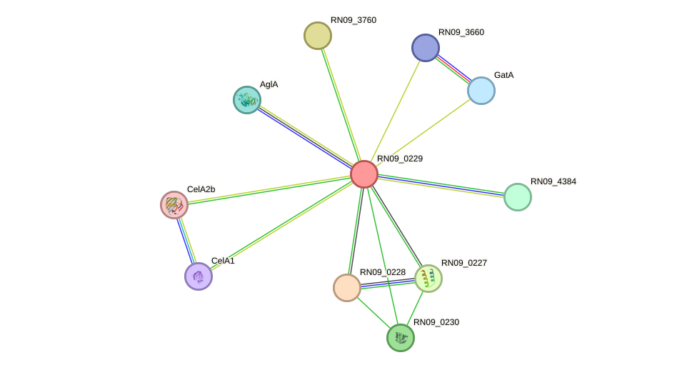 STRING protein interaction network