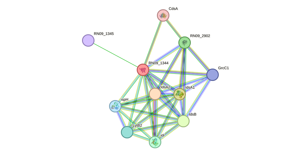 STRING protein interaction network