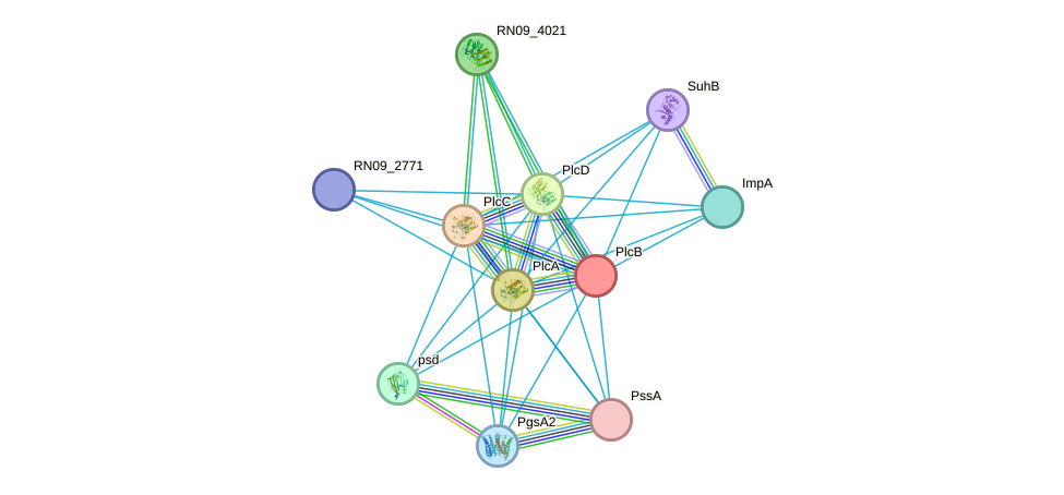 STRING protein interaction network