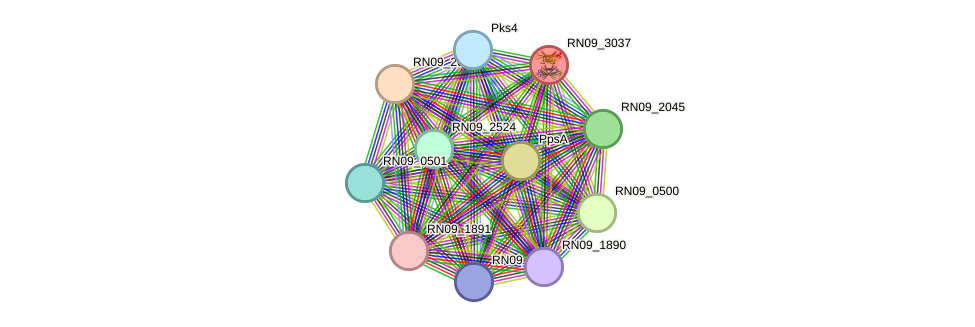 STRING protein interaction network