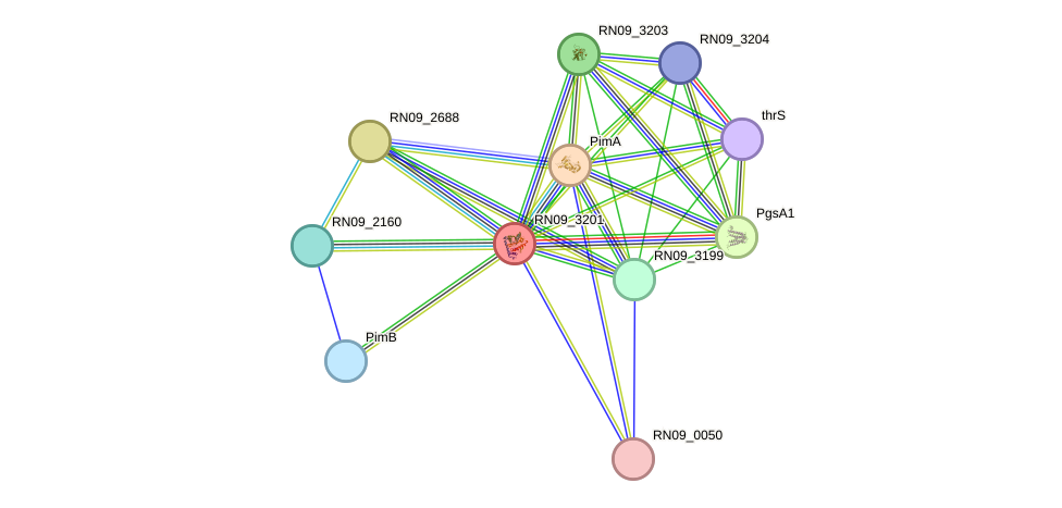 STRING protein interaction network