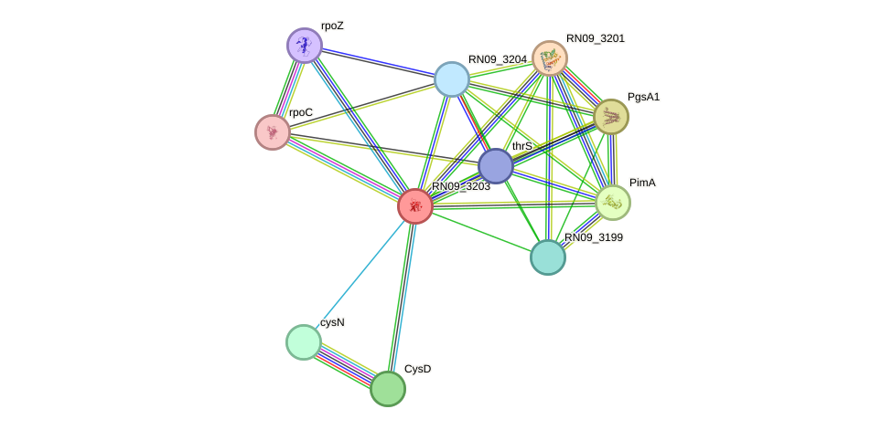 STRING protein interaction network
