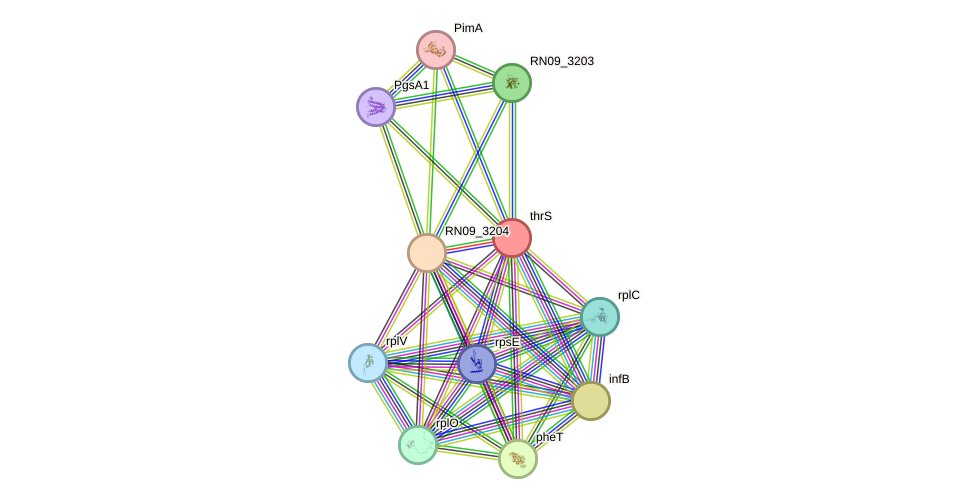 STRING protein interaction network