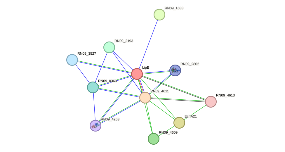 STRING protein interaction network