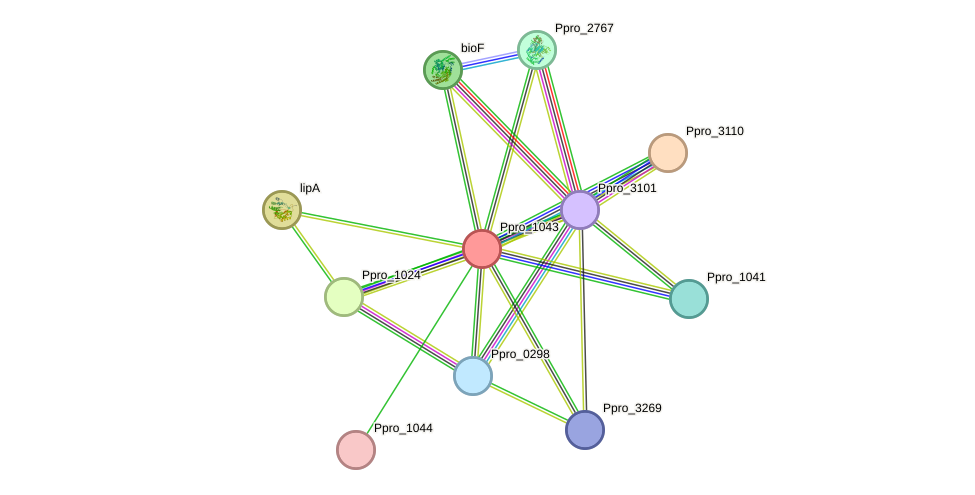 STRING protein interaction network