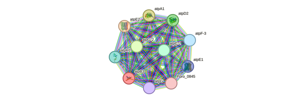 STRING protein interaction network