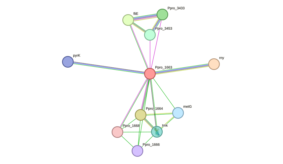 STRING protein interaction network