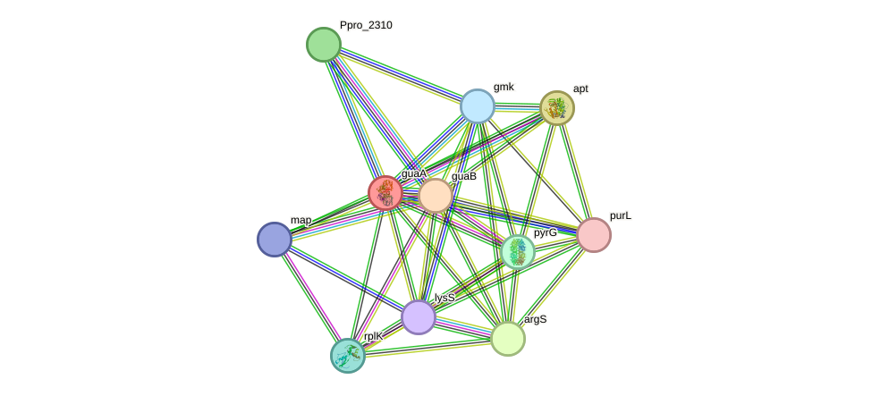 STRING protein interaction network