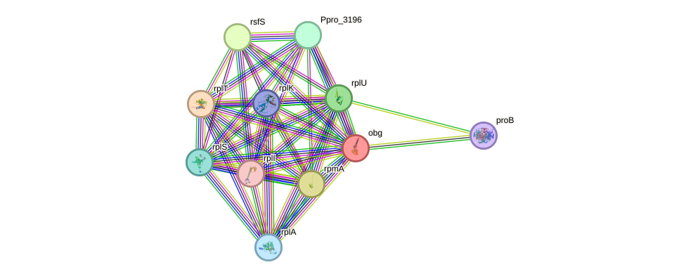 STRING protein interaction network