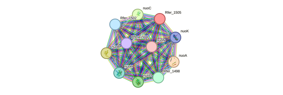 STRING protein interaction network