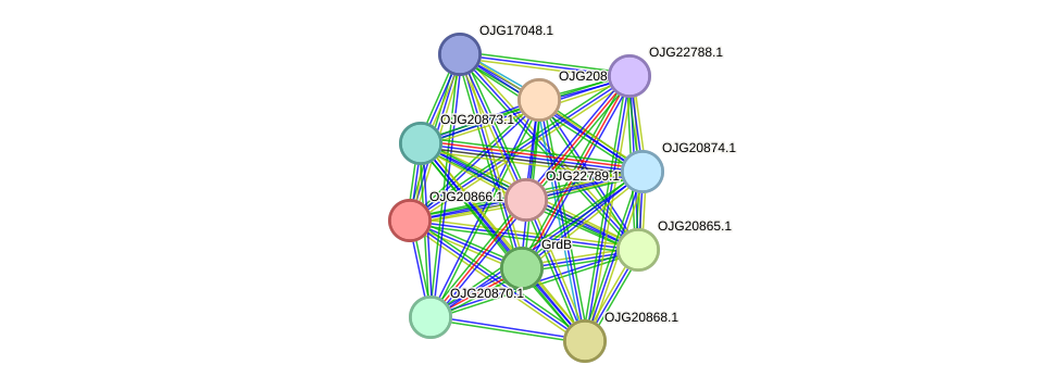 STRING protein interaction network