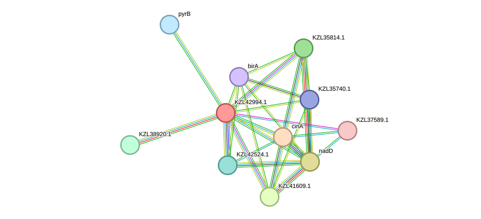 STRING protein interaction network