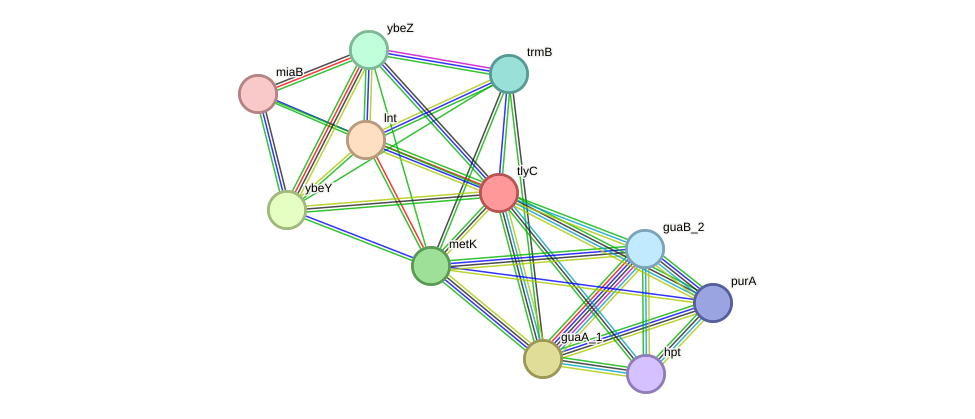 STRING protein interaction network