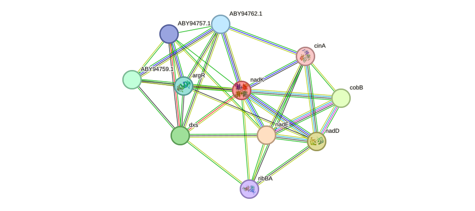 STRING protein interaction network