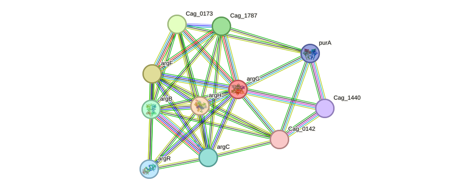 STRING protein interaction network