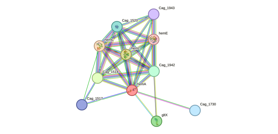 STRING protein interaction network