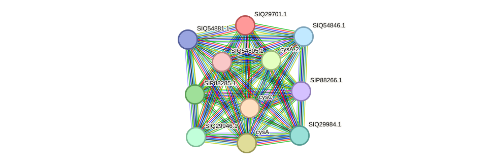 STRING protein interaction network