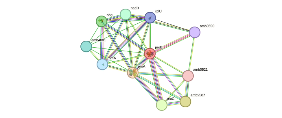 STRING protein interaction network