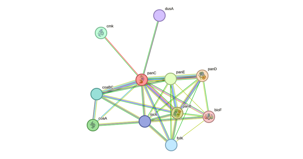 STRING protein interaction network