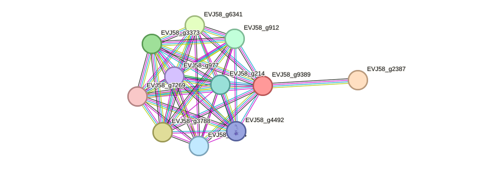 STRING protein interaction network