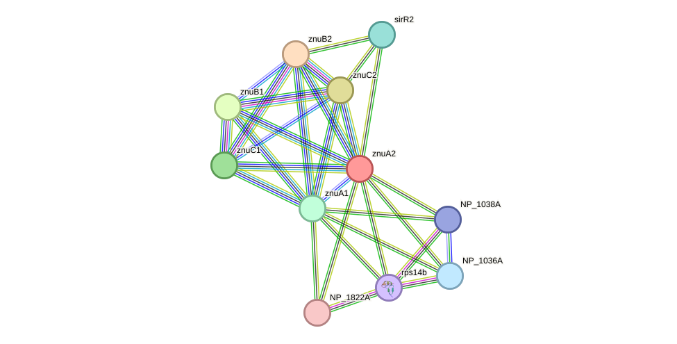 STRING protein interaction network