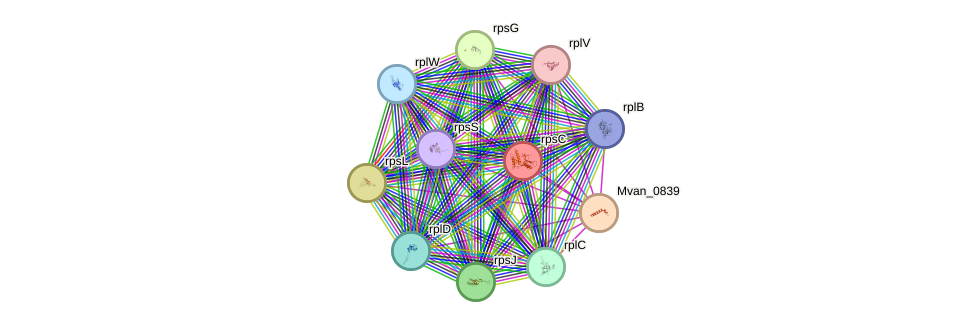 STRING protein interaction network