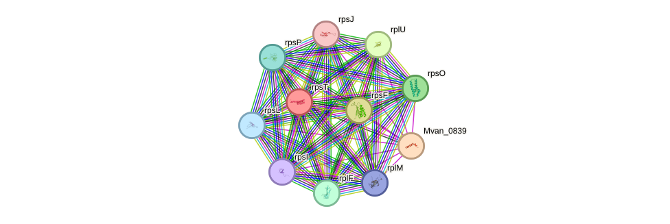 STRING protein interaction network