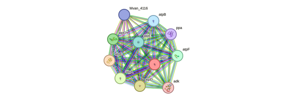 STRING protein interaction network