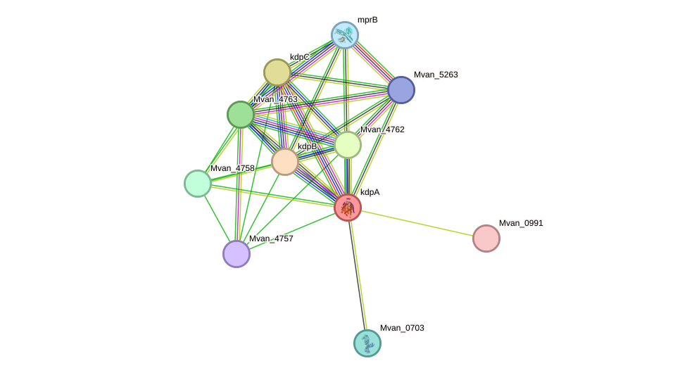 STRING protein interaction network