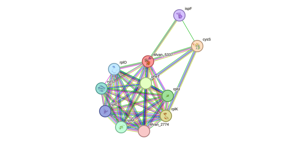 STRING protein interaction network