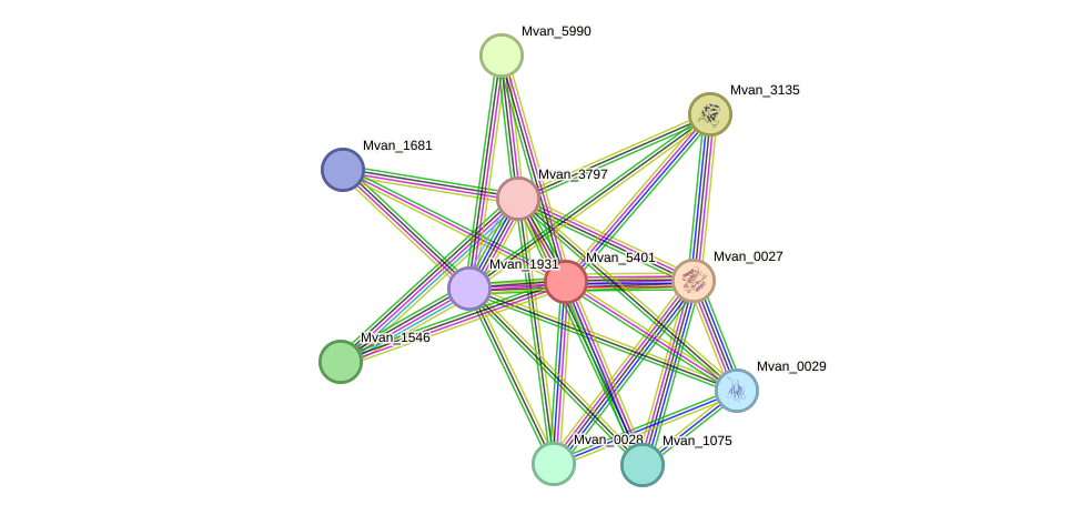 STRING protein interaction network