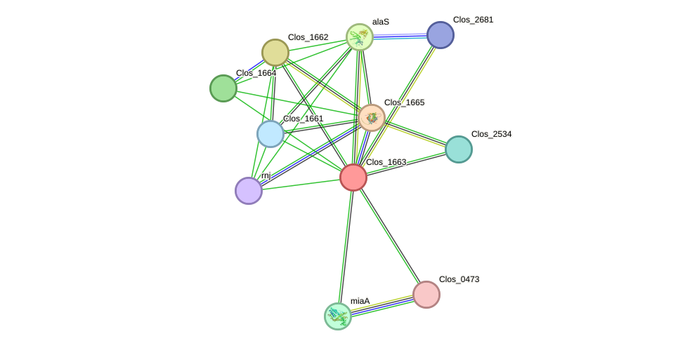 STRING protein interaction network