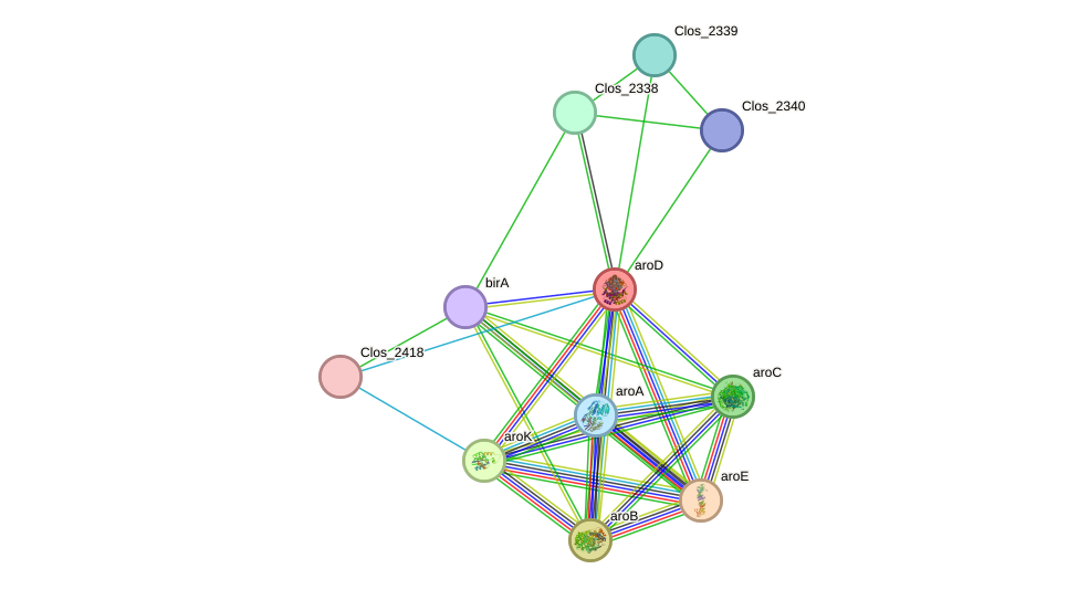 STRING protein interaction network