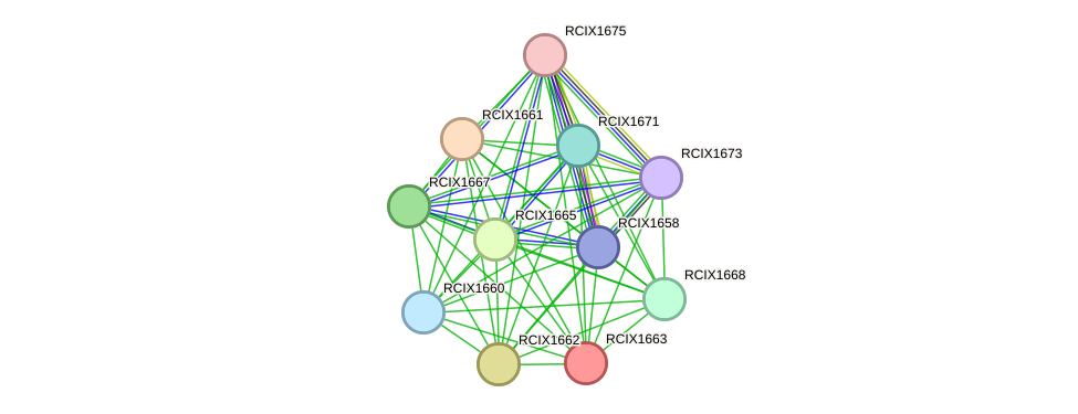 STRING protein interaction network