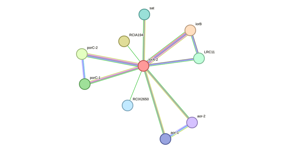 Iora 2 Protein Methanocella Arvoryzae String Interaction Network