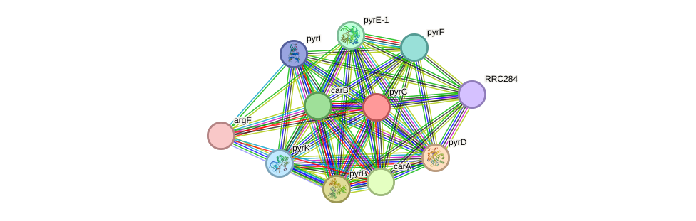 STRING protein interaction network