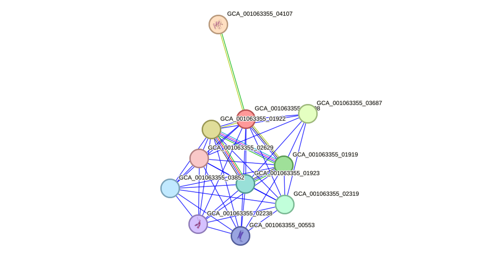 STRING protein interaction network