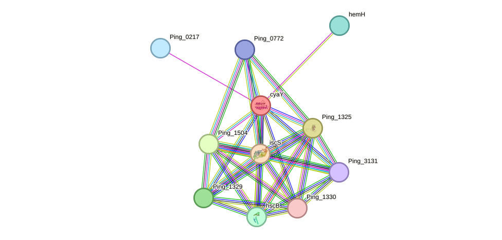 STRING protein interaction network