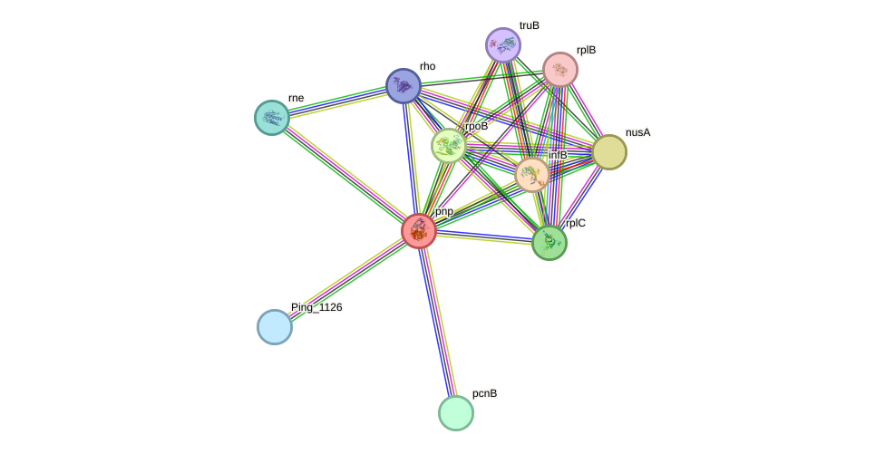 STRING protein interaction network