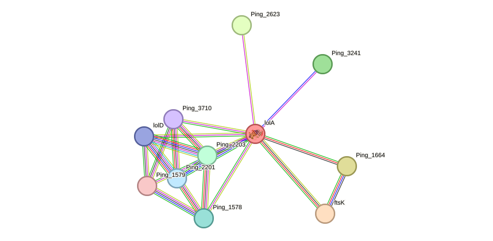 STRING protein interaction network