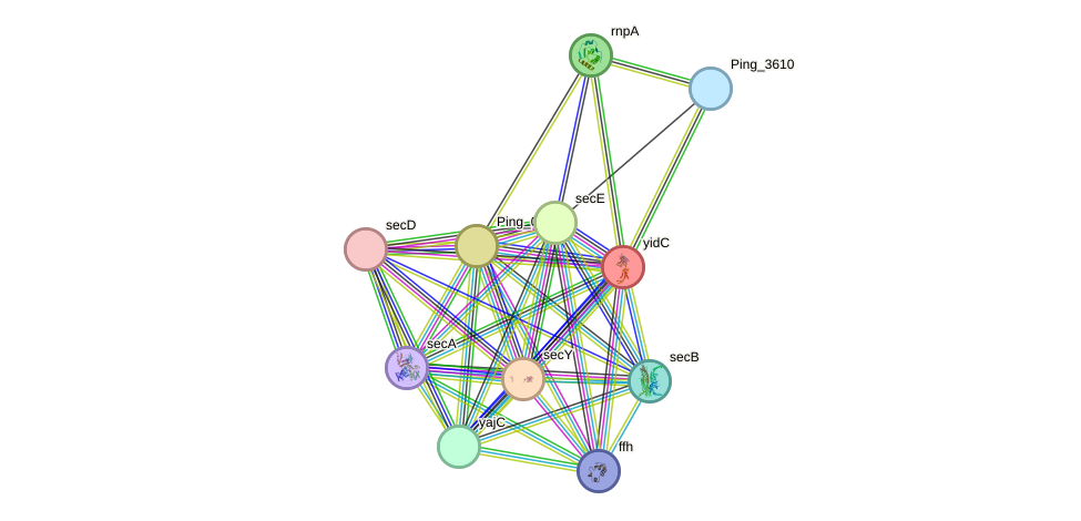 STRING protein interaction network