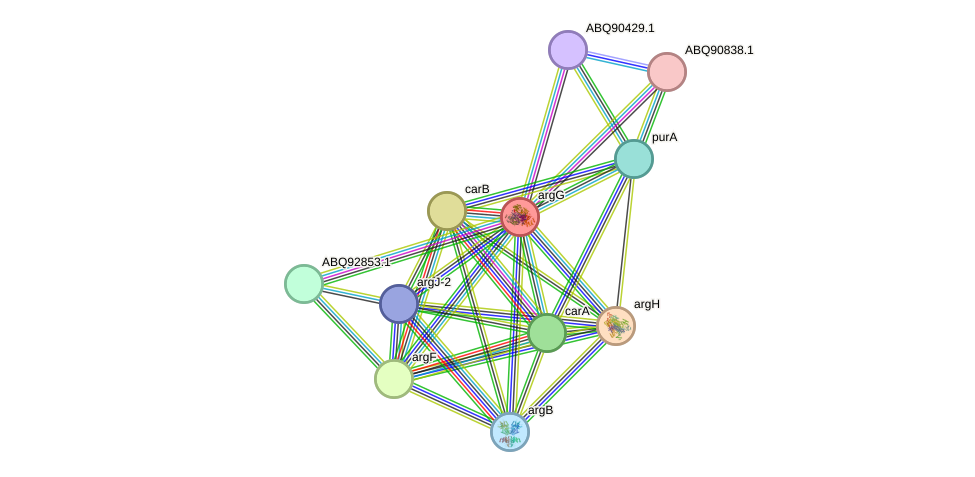 STRING protein interaction network