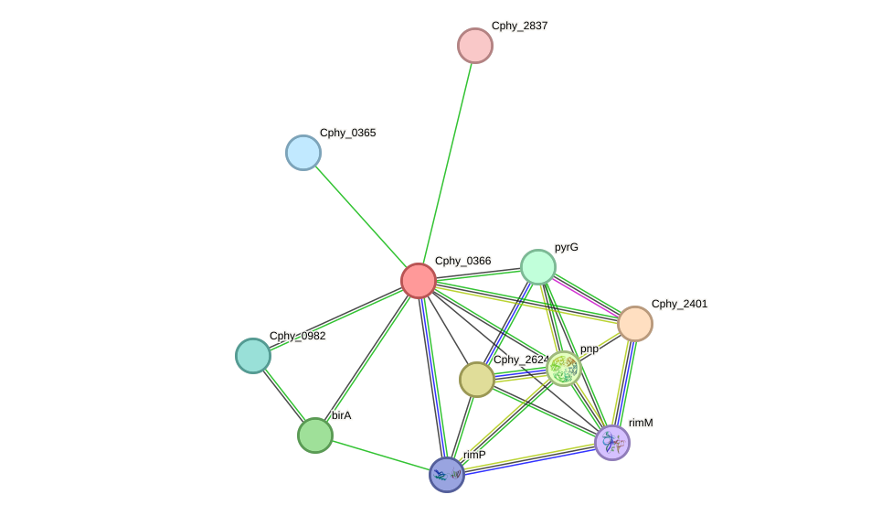 STRING protein interaction network