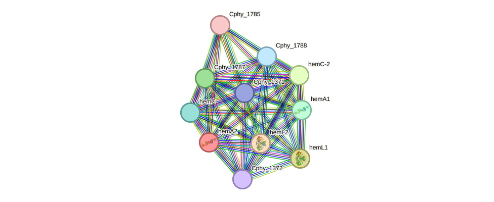 STRING protein interaction network