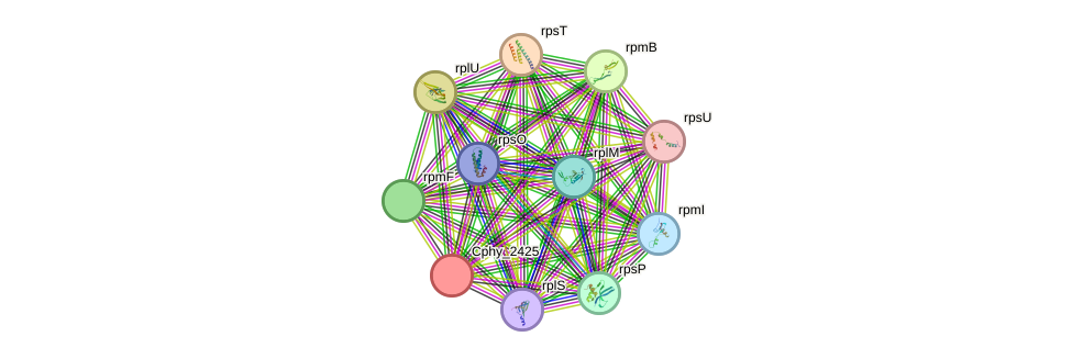 STRING protein interaction network