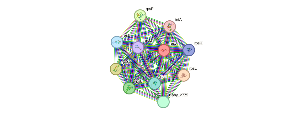 STRING protein interaction network