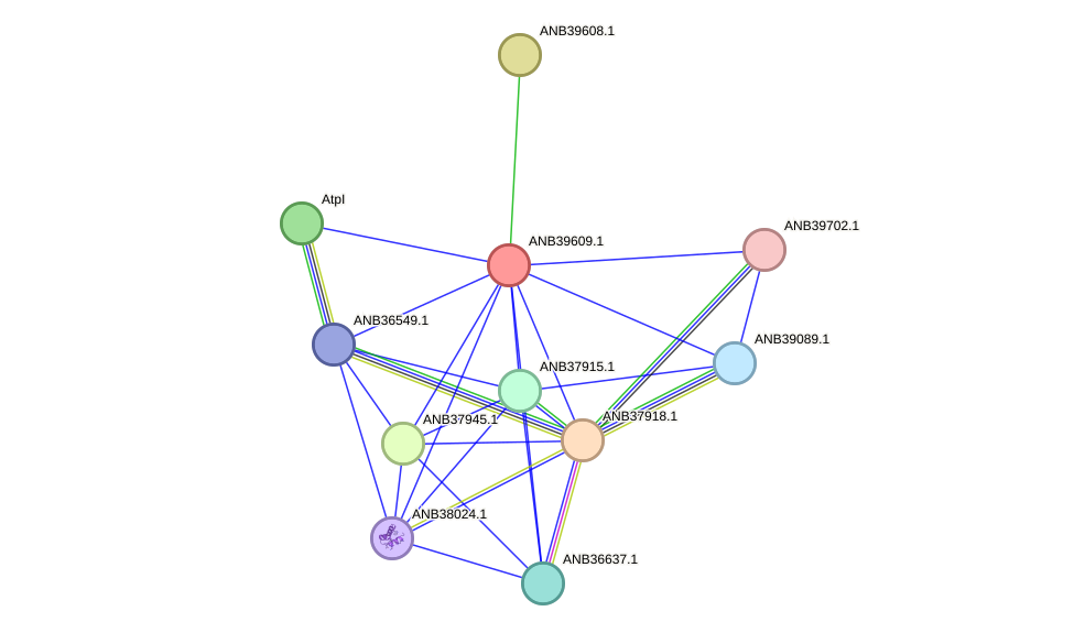 STRING protein interaction network