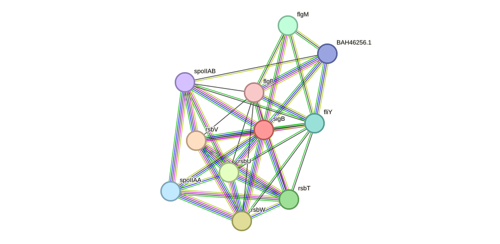 STRING protein interaction network