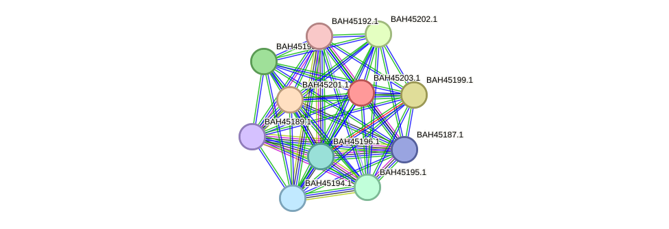 STRING protein interaction network