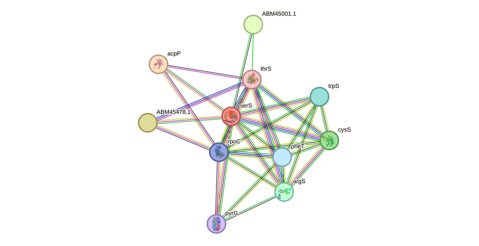 STRING protein interaction network